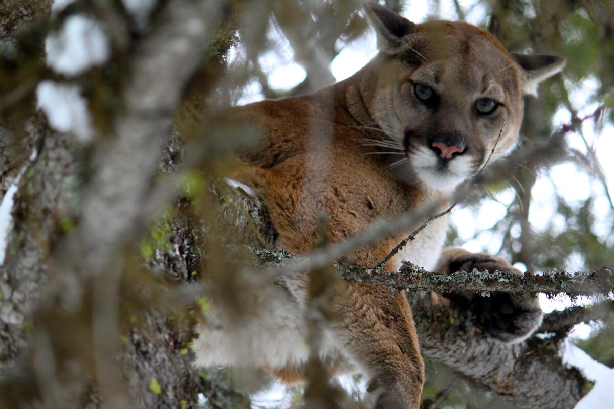 A Mountain Lion in a Tree: Who's Watching Who?